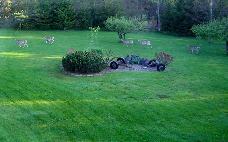 Deer