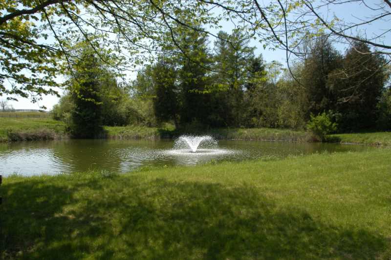 Stoked Pond, Fish, Fountain