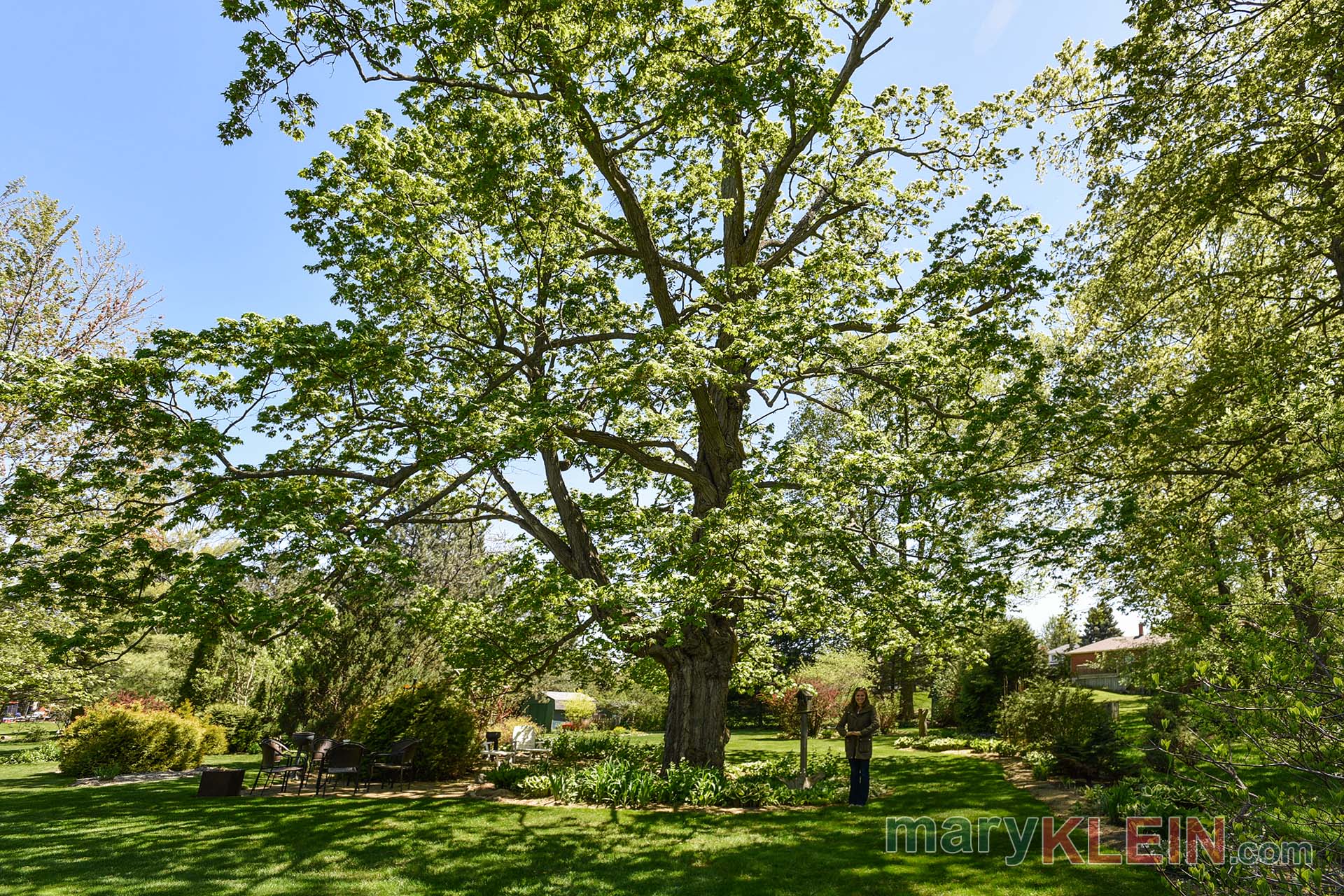 Orangeville, Oldest Maple Tree, 