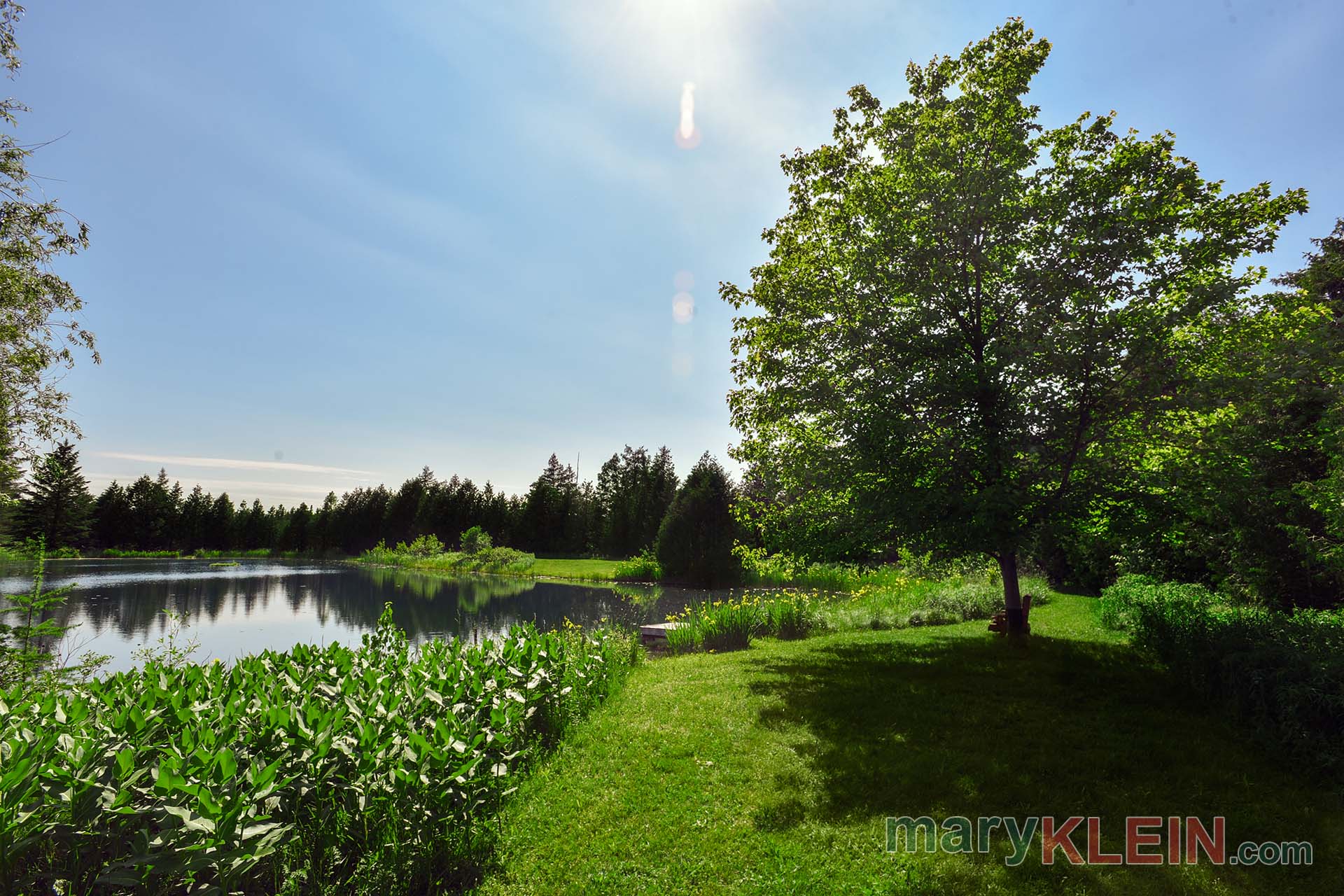 Milkweed, Pond, Maple Tree, For Sale