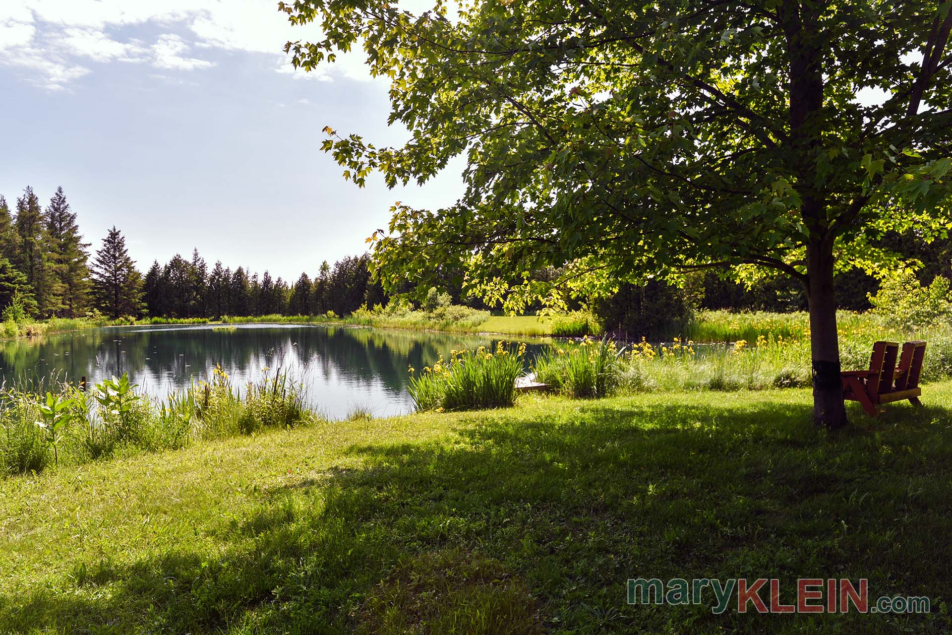 Maple Tree, Overlooking Pond