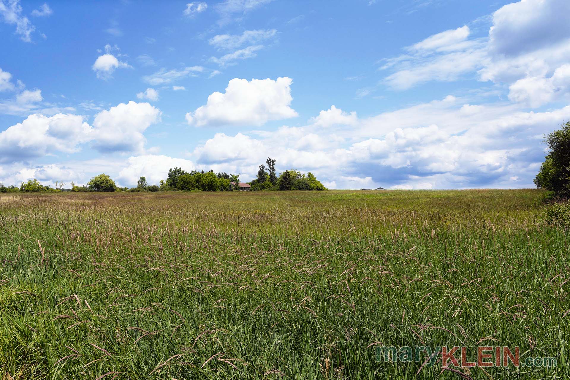 Hay Field