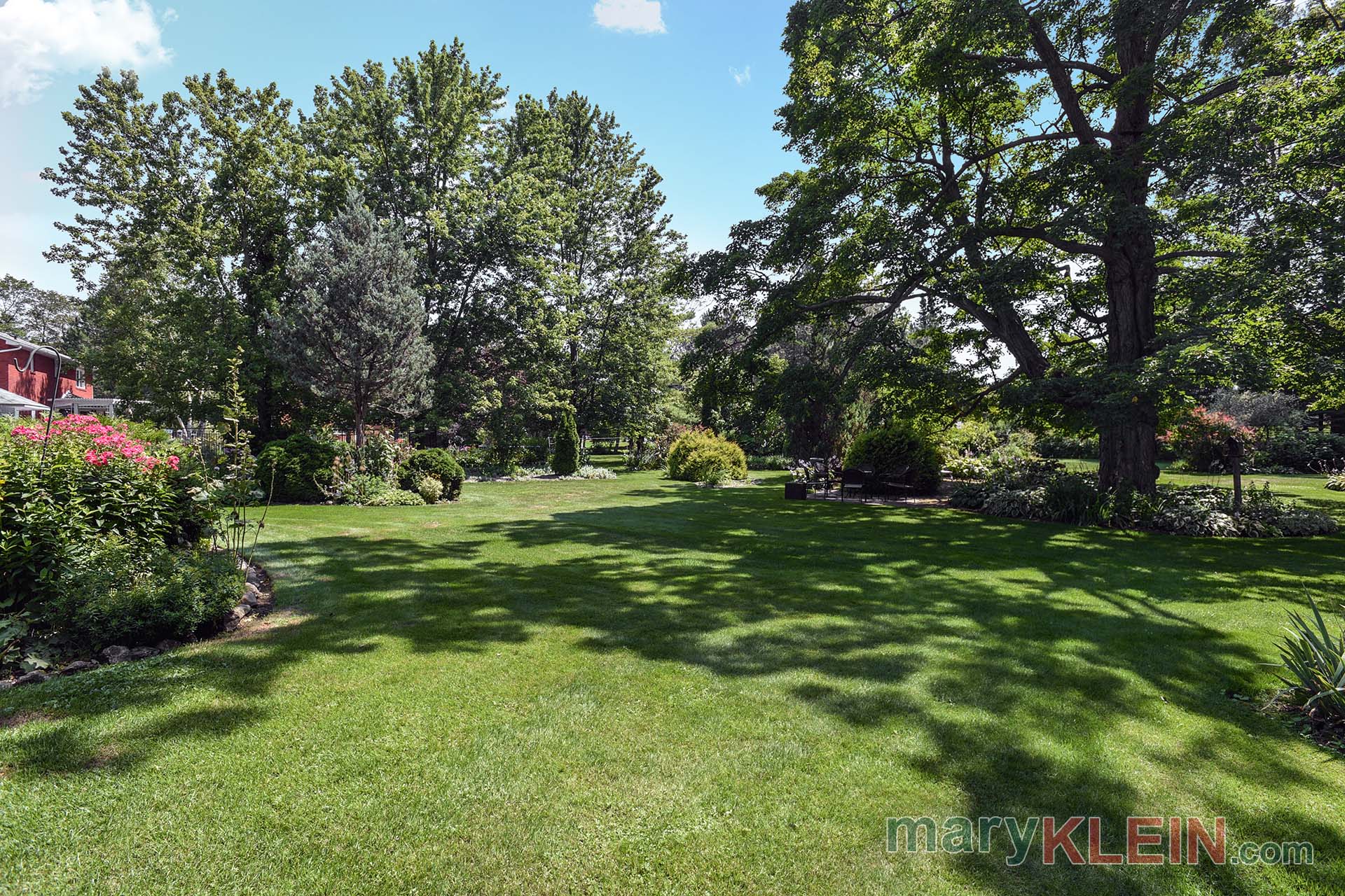 Large Maple Tree