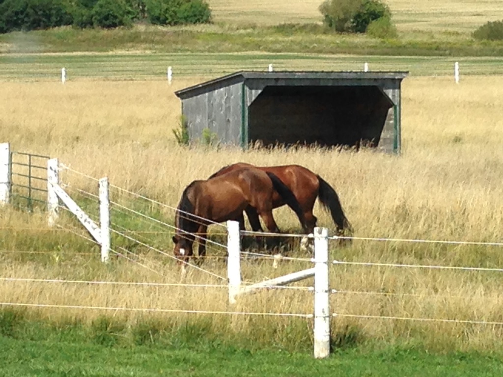 HORSES, MONO