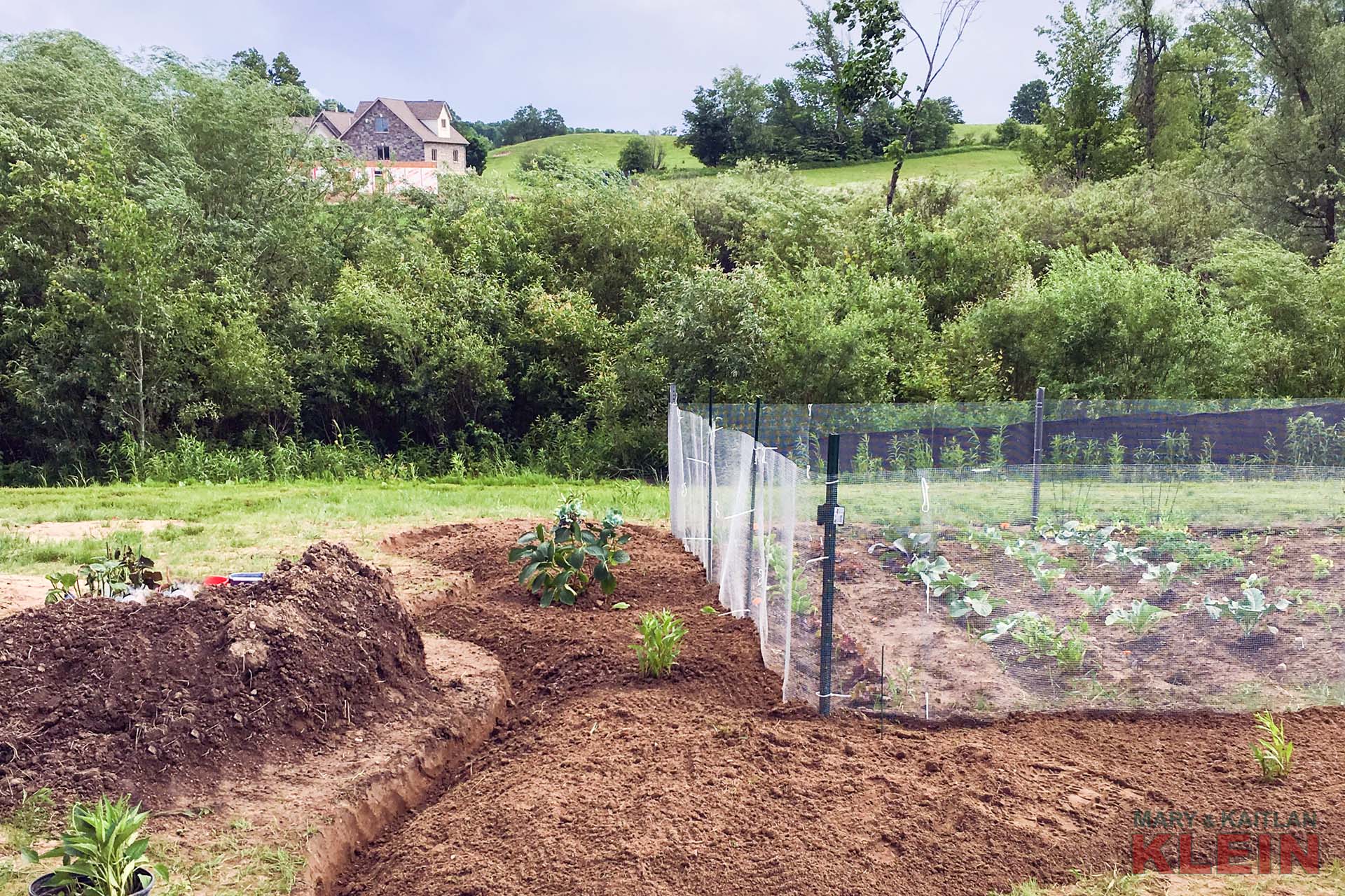 Veggie Garden 