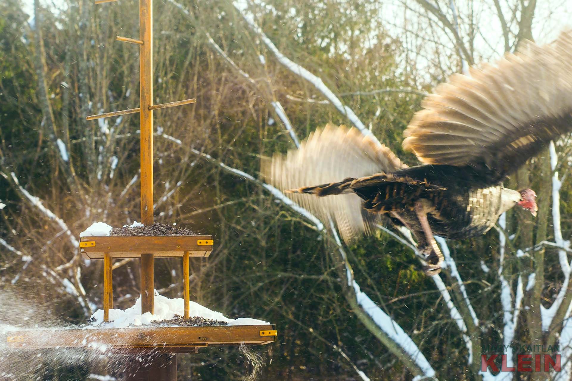 Wildlife, TUrkeys 