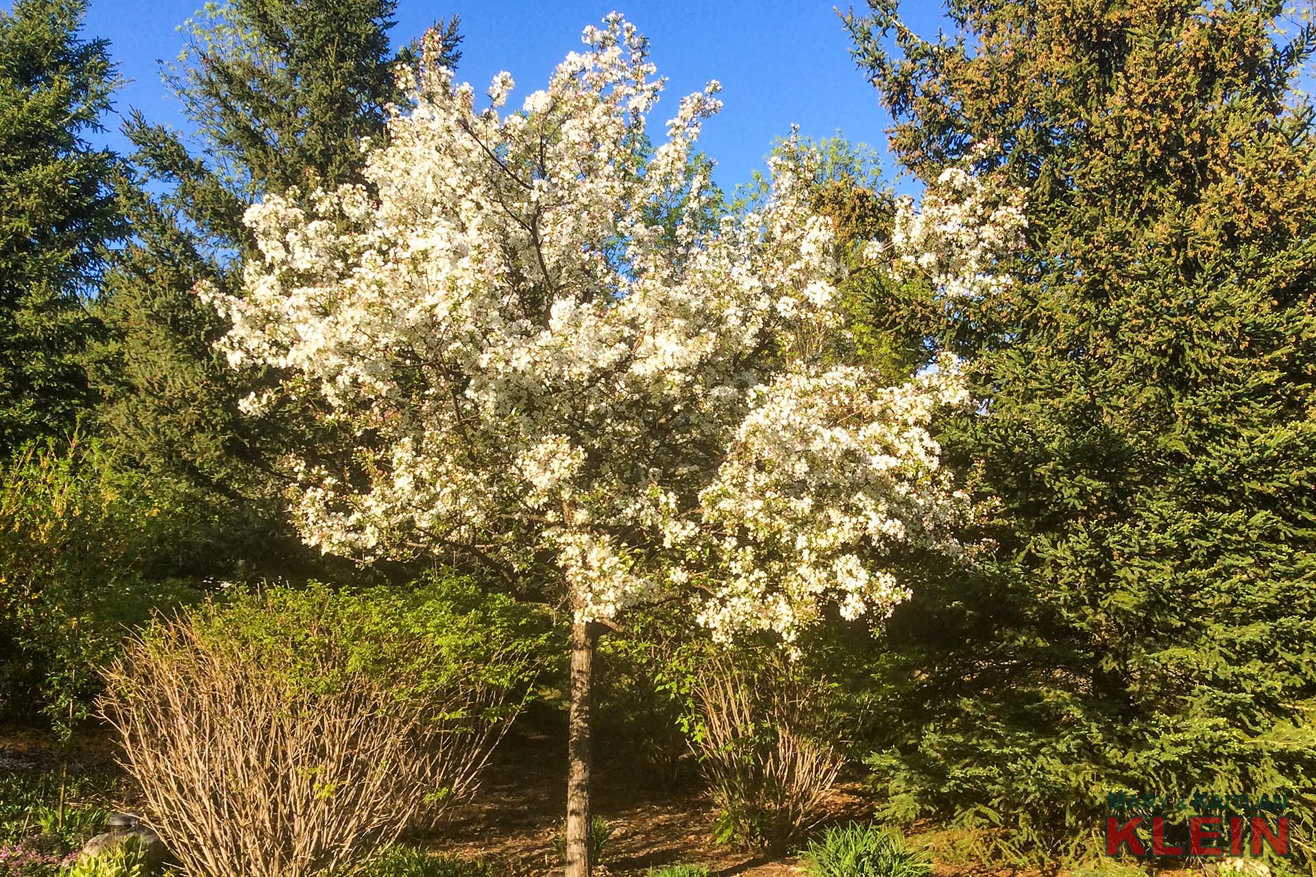 Summer in bloom 