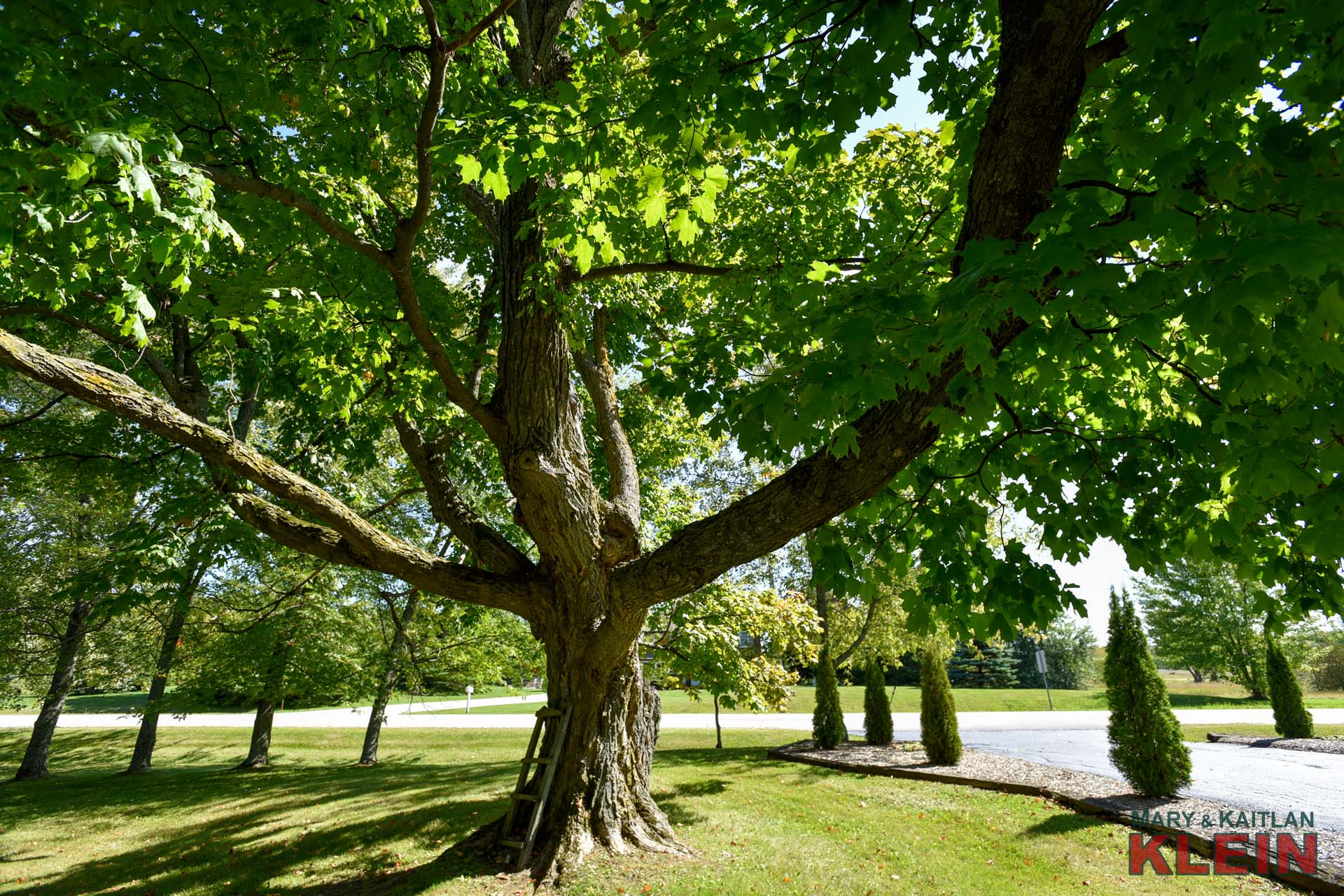 Mature Maple Trees