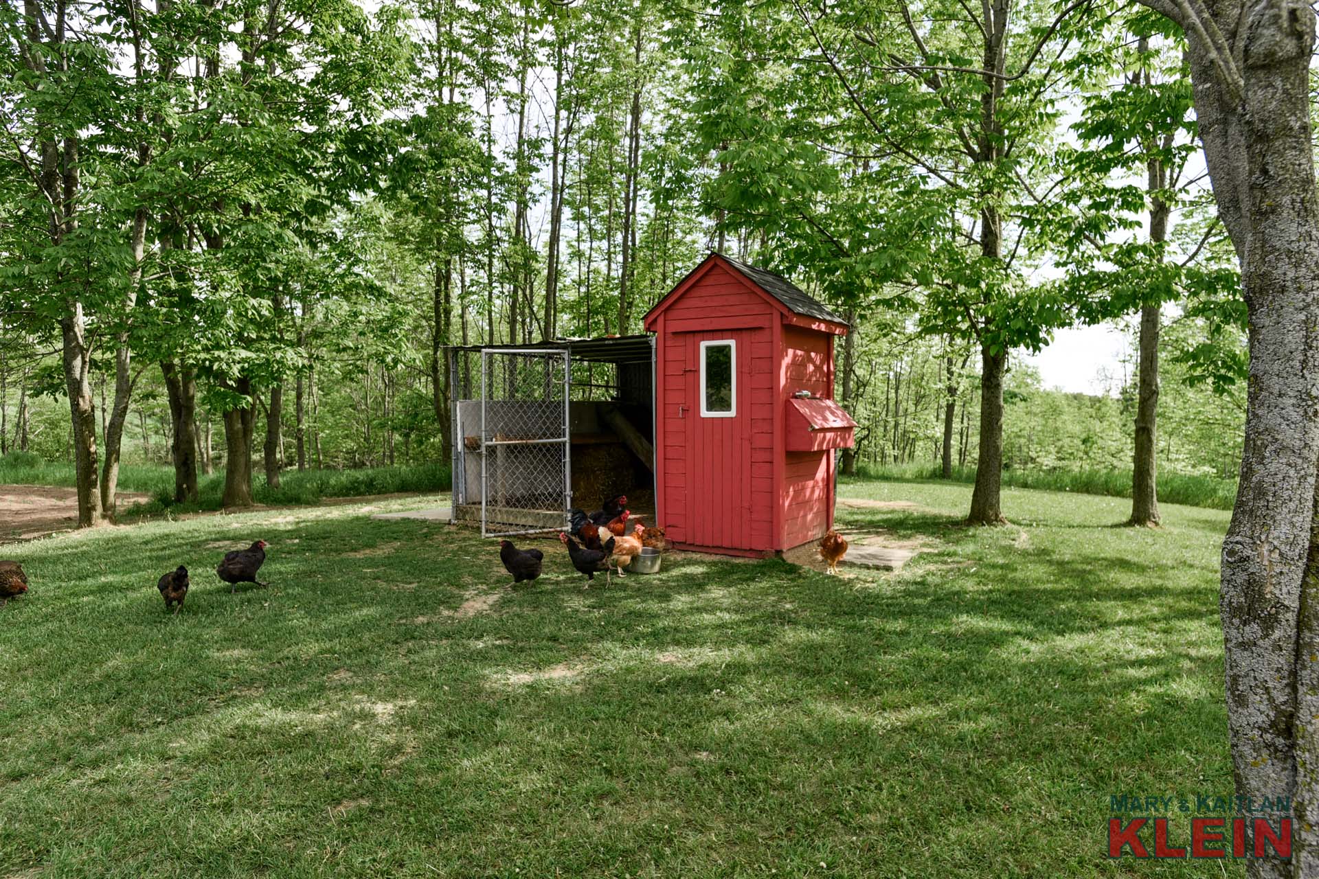Chicken Coup 