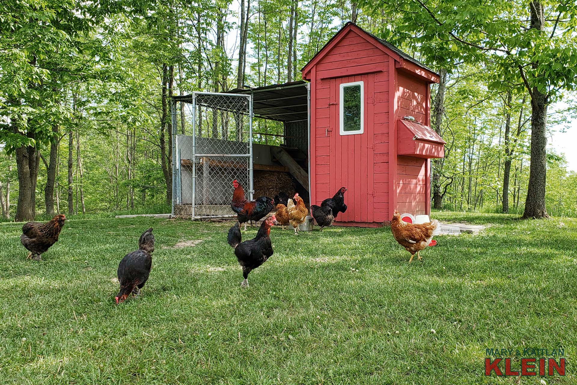 Chicken Coup