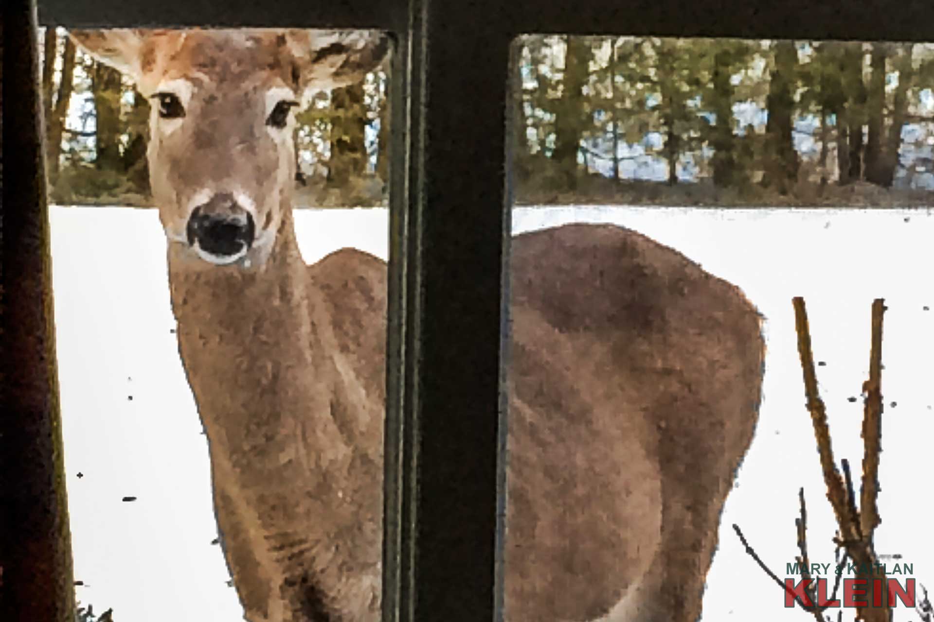 Curious Deer, Caledon, Nature