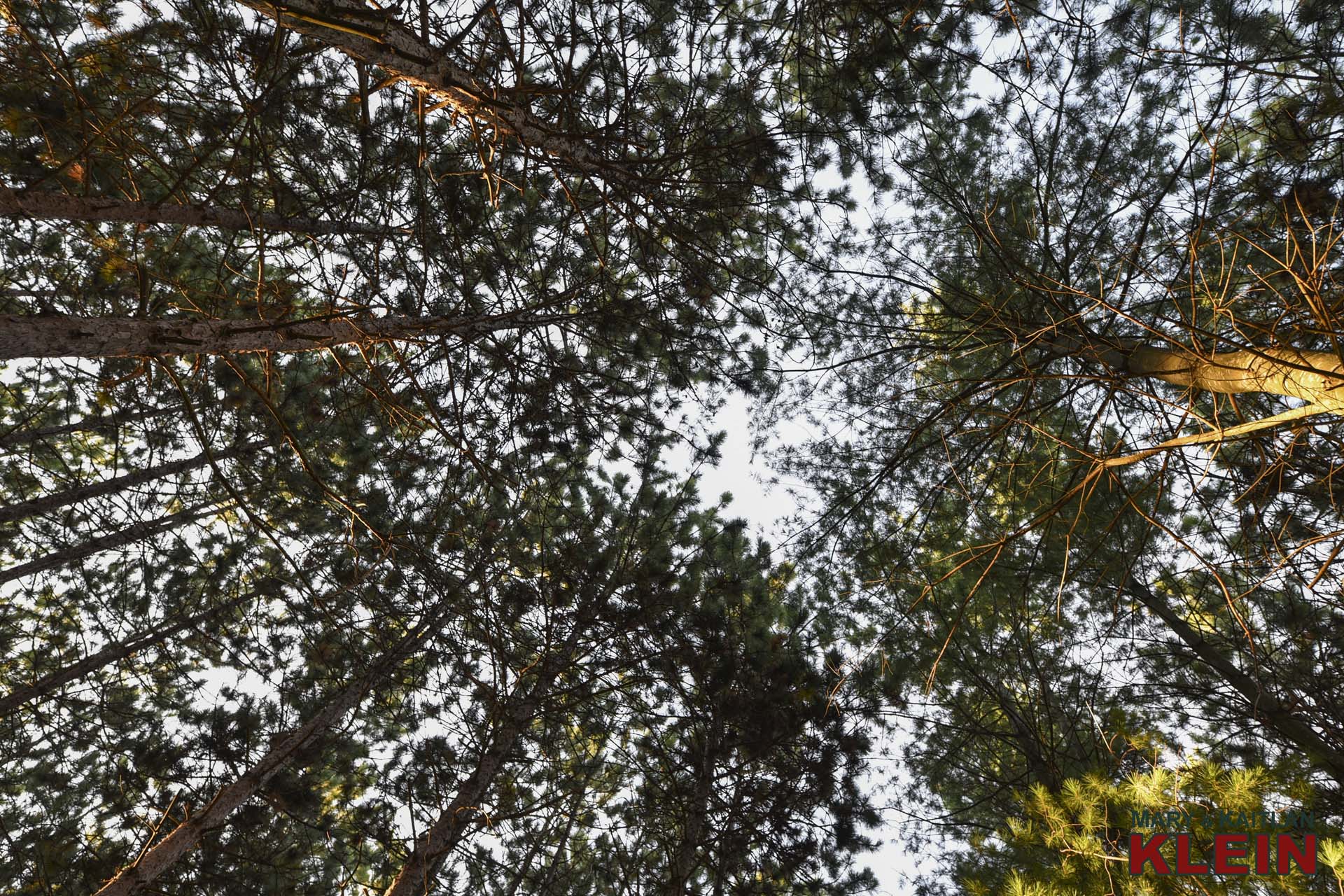 Tree Canopy, Mulmur, ON