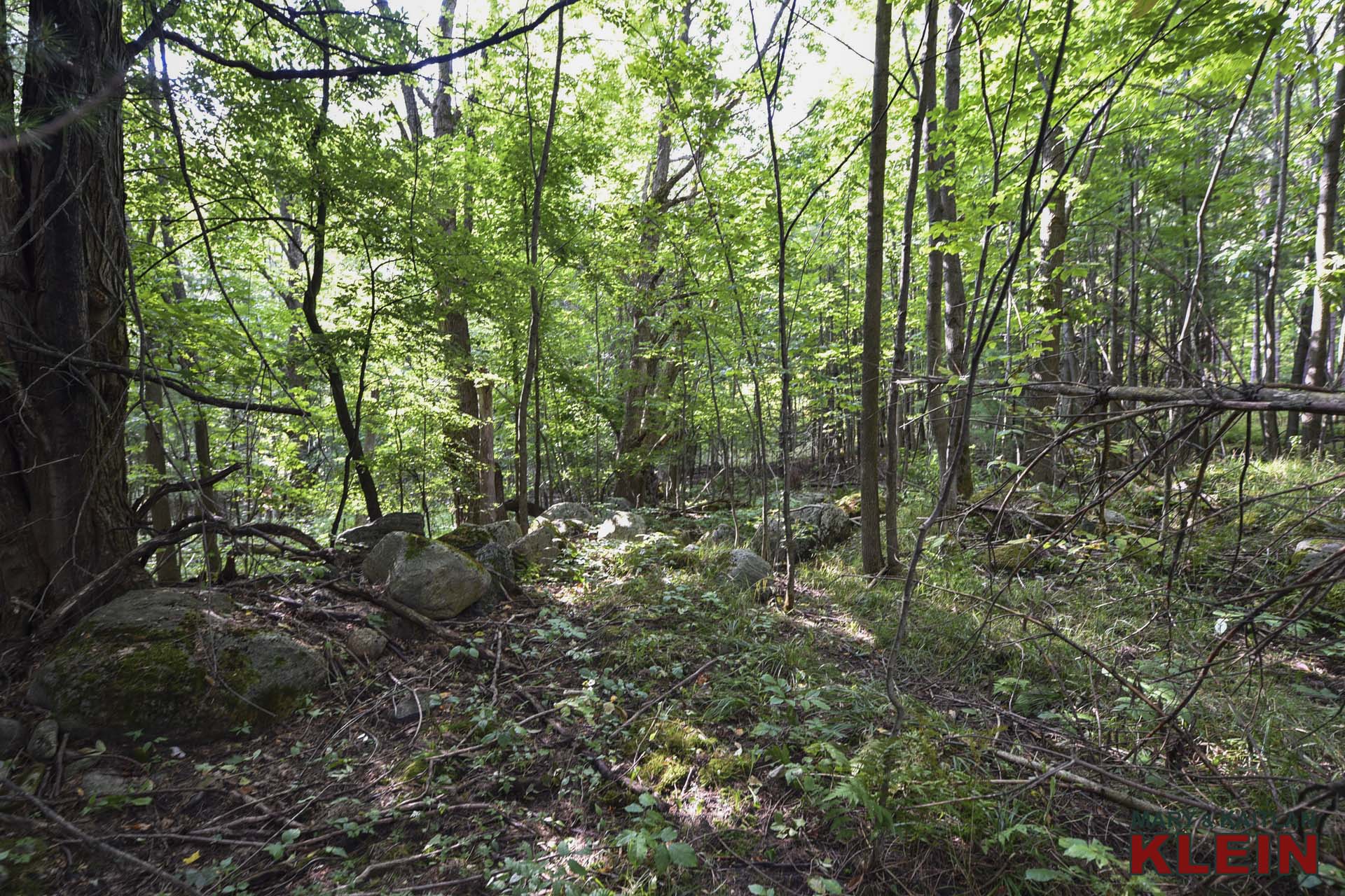 Mature Trees, trails, rocks