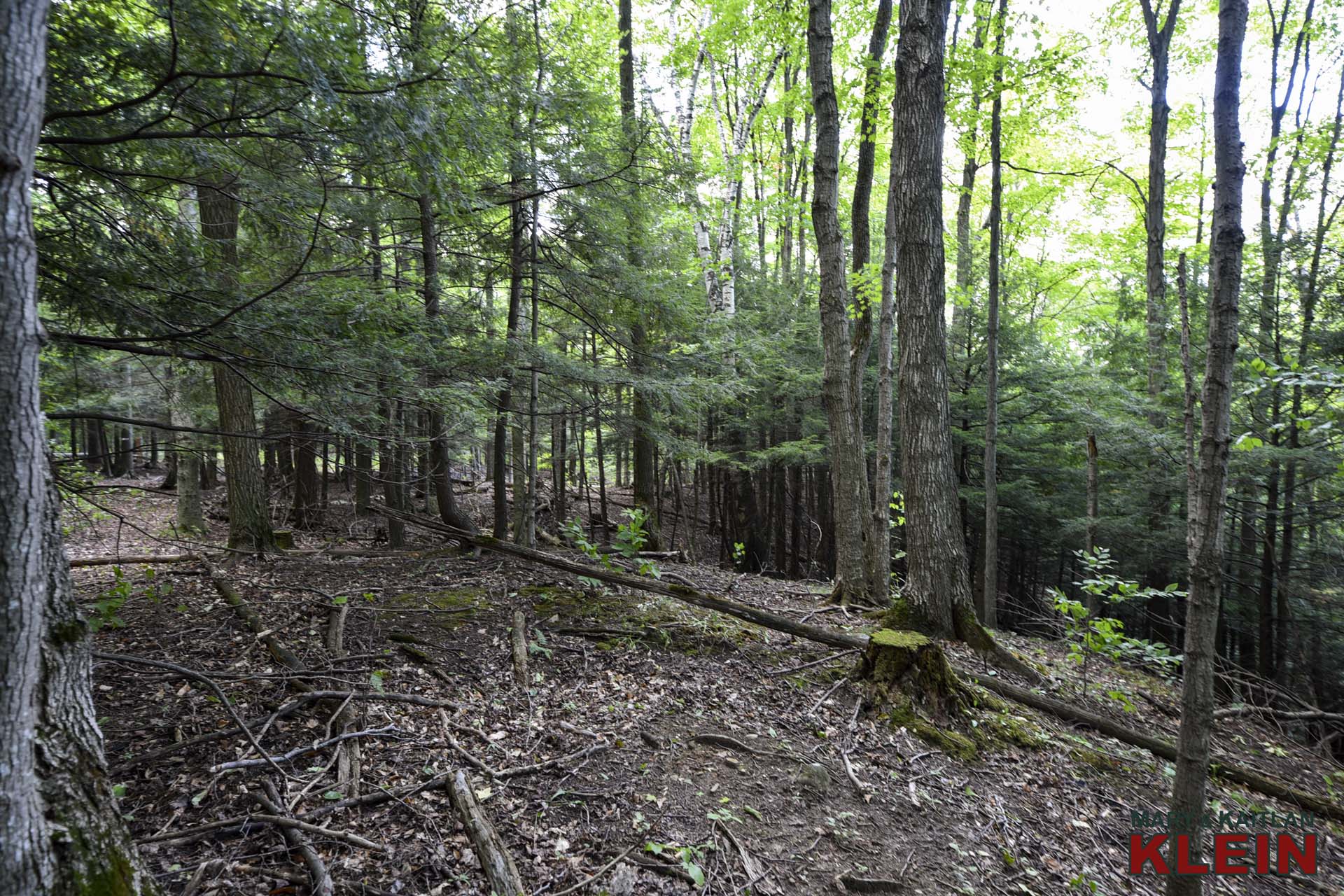 Forest and Trails